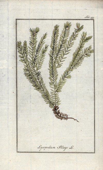 Keulen-Bärlapp oder Arznei-Bärlapp (Lycopodium clavatum). Lithographie aus „Afbeelding der Artseny-Gewassen“ von Johannes Zorn (1739-1799), Niederlande von Unbekannter Künstler