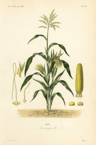Mais, Zea mays von Unbekannt