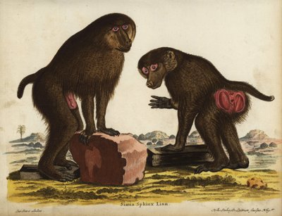 Mandrill, Mandrillus sphinx. Gefährdet. Simia sphynx Linn. Handkolorierter Kupferstich von Johann Sebastian Leitner nach einer Illustration von Jacques de Seve aus Johann Christian Daniel Schrebers Tierillustrationen nach der Natur, oder Schrebers Fantast von Unbekannter Künstler