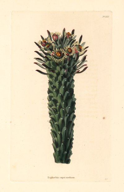 Medusenhaupt, Euphorbia caput-medusae. Handkolorierter Kupferstich von George Cooke aus Conrad Loddiges