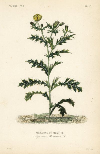 Mexikanischer Mohn, Argemone mexicana von Unbekannt