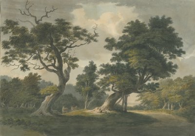 Needwood Wald: Aquarell, undatiert [frühes 19. Jh.] von Unbekannt