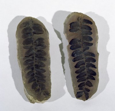 Neuropteris (Frond eines Meeresfarns) gefunden in Coseley, Staffordshire, Oberkarbonzeit von Unbekannt
