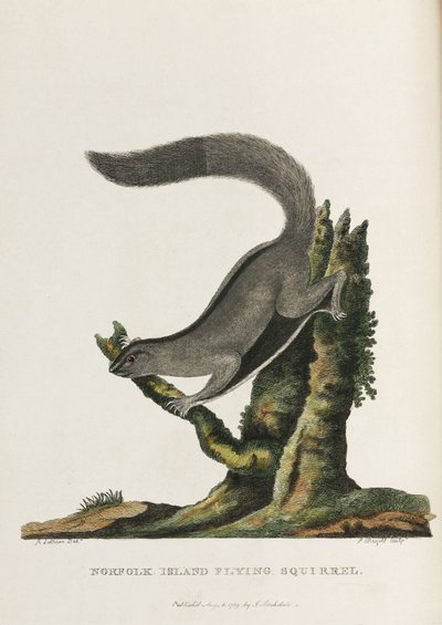 Norfolk-Insel-Flughörnchen, Australien, ca. 1788 von Unbekannter Künstler