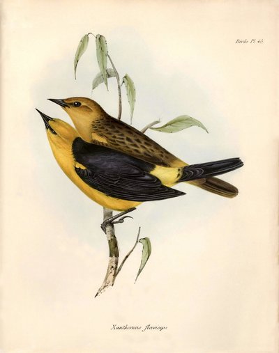 Ornithologie: „Certhidea olivacea“ beschrieben von Charles Darwin während seiner Expedition an Bord der Beagle. Platte aus „The zoology of the voyage of H.M.S. Beagle. Flight. III, Birds described by John Gould, with notice of their habits by Charles Darwi von Unbekannter Künstler