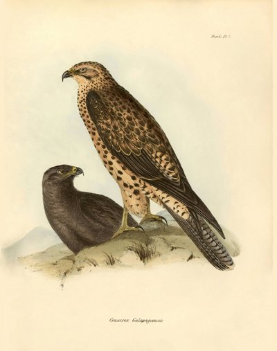 Ornithologie: „Craxirex Galapagoensis“ beschrieben von Charles Darwin während seiner Expedition an Bord der Beagle. Tafel aus „Birds described by John Gould, with notice of their habits by Charles Darwin von Unbekannter Künstler