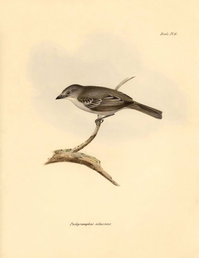 Ornithologie: Der „Pachyramphus albescens“ der Buchenfamilie, beschrieben von Charles Darwin während seiner Erkundungsreise an Bord der Beagle. Tafel aus „The Zoology of the voyage of H.M.S. Beagle under the command of Captain Fitzroy during the years 1832 von Unbekannter Künstler