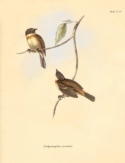 Ornithologie: Der „Pachyramphus minimus“ der Buchenfamilie beschrieben von Charles Darwin während seiner Forschungsreise an Bord der Beagle. Tafel aus „The Zoology of the voyage of H.M.S. Beagle under the command of Captain Fitzroy during the years 1832 to von Unbekannter Künstler