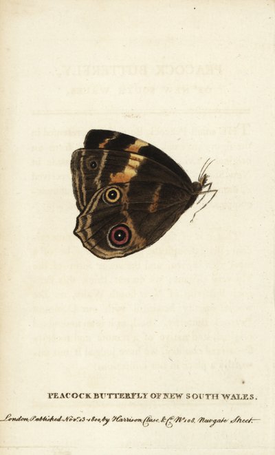 Pfauenfalter von New South Wales. Handkolorierter Kupferstich aus The Naturalist