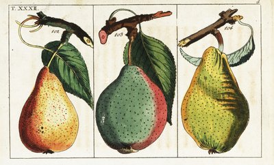 Birnensorten, Pyrus communis von Unbekannter Künstler
