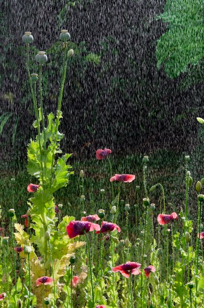 Mohnblumen (Papaver somniferum) und Samenkapseln im Sommerregen, Gower, Südwales von Unbekannter Künstler