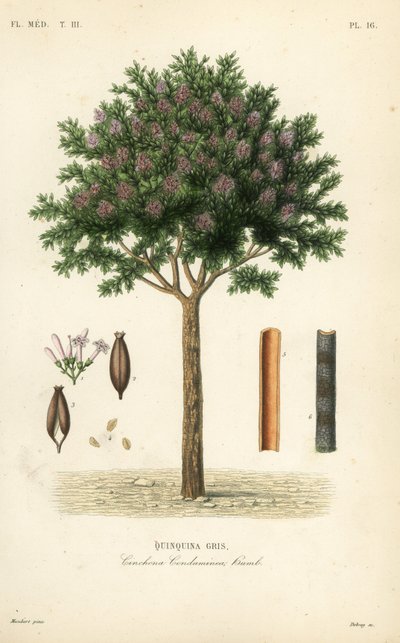 Chinarinde von Unbekannt
