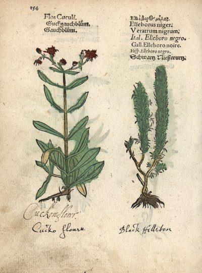 Kuckucks-Lichtnelke, Lychnis flos-cuculi, und Schwarzer Nieswurz, Veratrum nigrum. Handkolorierter Holzschnitt einer botanischen Illustration aus Adam Lonicers Krauterbuch, oder Herbal, Frankfurt von Unbekannter Künstler