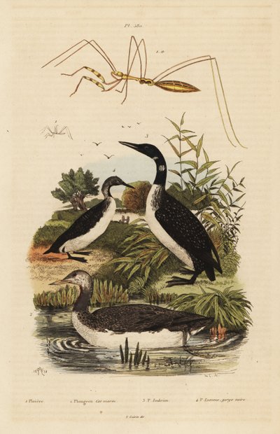 Sterntaucher, Eistaucher, Prachttaucher und Fadenwanze von Unbekannt