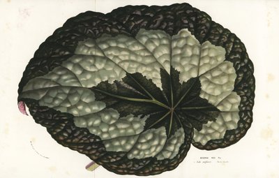 Rex-Begonienblatt, Begonia rex. Indien. Handkolorierte Lithographie aus Louis van Houtte und Charles Lemaire