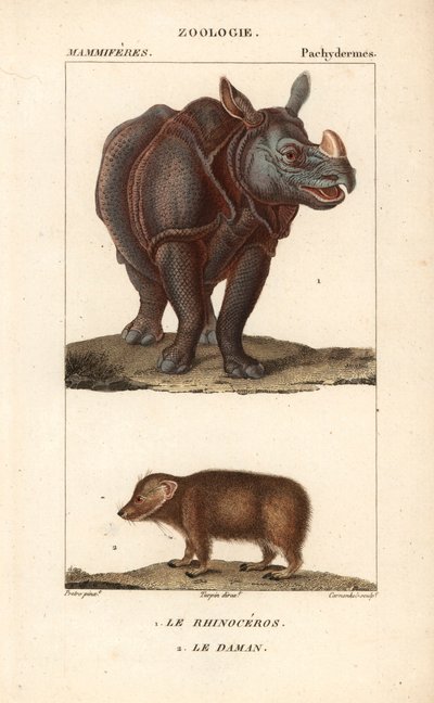 Nashorn und Klippschliefer von Unbekannter Künstler