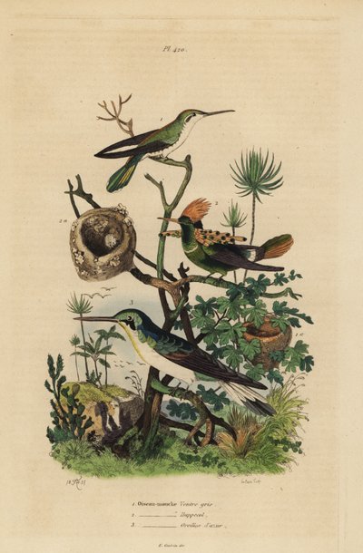 Rotschwanzkolibri, Amazilia tzacatl, Büschelkolibri, Lophornis ornatus, und Schwarzohrenkolibri, Heliothryx auritus von Unbekannt