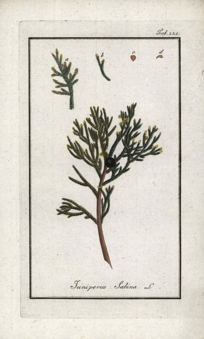 Sadebaum (Juniperus sabina). Lithographie aus „Afbeelding der Artseny-Gewassen“ von Johannes Zorn (1739-1799), Niederlande von Unbekannter Künstler