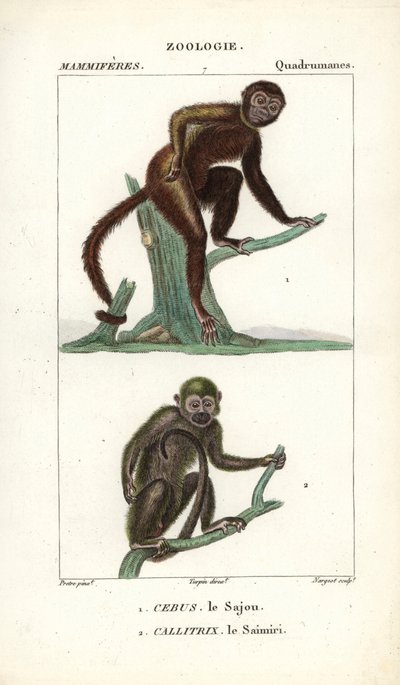 Sajou oder Kapuzineraffe und Totenkopfaffe von Unbekannter Künstler