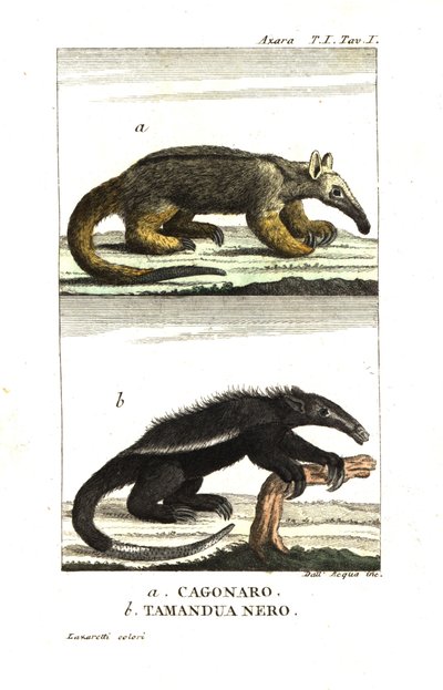 Seidenameisenbär oder Zwergameisenbär (Fourmilier) (Azaras Cagouare), Cyclopes didactylus, und schwarzer Tamandua von Unbekannter Künstler