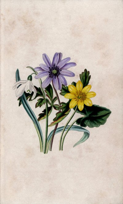 Schneeglöckchen, blaue Anemone und kleiner Scharbockskraut. Lithographie von Louisa Anne Twamley (1812-1895) in Our Wild Flower, Charles Tilt, London, England von Unbekannter Künstler