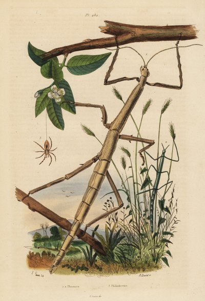 Stabheuschrecken oder Phasmiden, Carausius morosus und Clonopsis gallica, und wandernde Krabbenspinne, Philodromus aureolus von Unbekannt