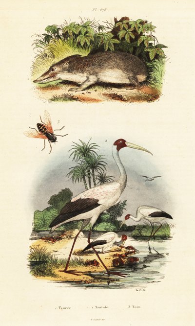 Tenrek, Storch und Bremsen, 1834-1839 (Gravur) von Unbekannter Künstler