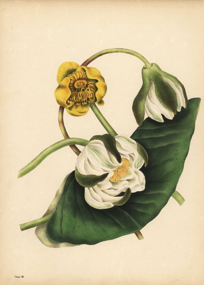 Die weiße Seerose, Nymphaea odorata, und gelbe Teichrose, Nuphar lutea, Stille von Unbekannt