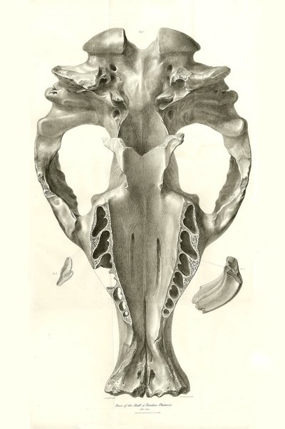 Toxodon-Kranich, ein prähistorisches Tier, das von Charles Darwin in der Nähe von Montevideo, Uruguay, während seiner Erkundungsreise an Bord der Beagle gefunden wurde. Die Zoologie der Reise der H.M.S. Beagle unter dem Kommando von Kapitän Fitzroy in den  von Unbekannter Künstler