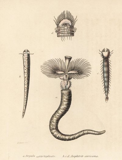 Röhrenwurm, Serpula vermicularis (Serpula contortuplicata), und Fächerwurm, Amphictene auricoma (Amphitrite auricoma). Handkolorierte Lithographie von Gebhart nach einer Illustration von Zehner aus Georg Friedrich Treitschkes Galerie der Naturgeschichte, N von Unbekannter Künstler