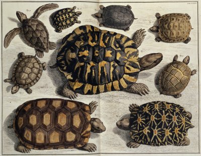 Schildkröten: aus Albert Sebas "Locupletissimi Rerum Naturalium", um 1750 von Unbekannter Künstler