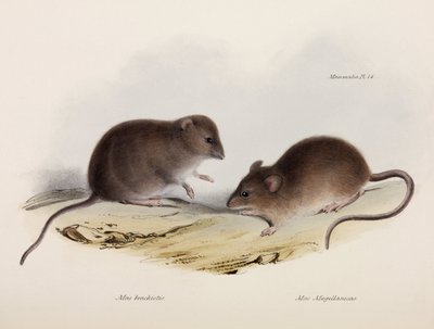Zwei Arten von Mäusen, Südamerika, ca. 1832-1836 von Unbekannt