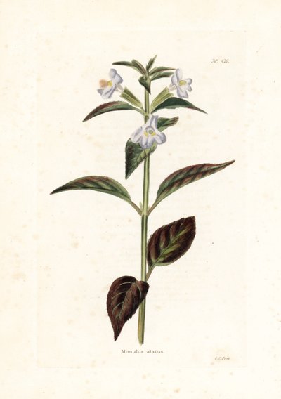 Varietät der Mimule - Lithographie von George Cooke, für die britische Zeitschrift Conrad Loddiges (1738-1826) von Unbekannter Künstler