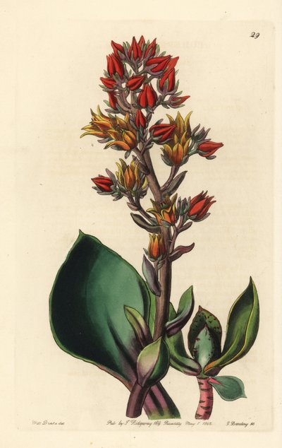 Varietät der Echeveria (Sukkulentenpflanze aus Amerika) - Spitzblättrige Echeveria, Echeveria acutifolia. Handkolorierte Kupferstichgravur von George Barclay nach einer Illustration von Miss Sarah Drake aus Edwards