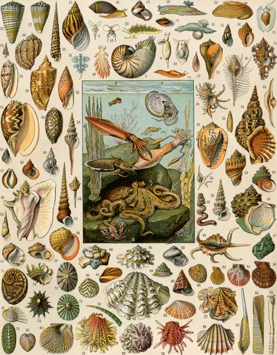Verschiedene Molluskenarten, mit Jakobsmuscheln, Muscheln, Schnecken und Tintenfischen. Lithographie des 19. Jahrhunderts. von Unbekannter Künstler