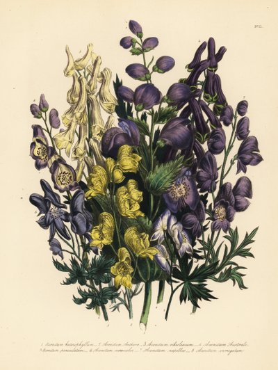 Verschiedenblättriger Eisenhut, Aconitum heterophyllum, gelber Eisenhut, A. anthora, blassgelber Eisenhut, A. ochroleucumum, Karpatenpurpur-Wolfsbane, rispiger Eisenhut, A. paniculatum, A. versicolor, gewöhnlicher Eisenhut, A. napellus, und A. variegatum.  von Unbekannter Künstler