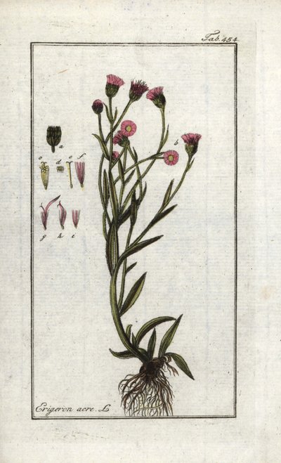 Scharfer Berufkraut (Erigeron acris). Lithographie aus „Afbeelding der Artseny-Gewassen“ von Johannes Zorn (1739-1799), Niederlande von Unbekannter Künstler