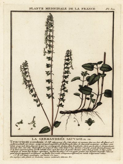 Eichenblättriger Gamander, Teucrium scorodonia von Unbekannter Künstler