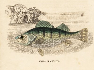 Gelbbarsch, Perca flavescens. Handkolorierter Stahlstich aus Georg Friedrich Treitschkes Naturhistorischer Bildersaal des Thierreiches, Leipzig-1842. von Unbekannter Künstler