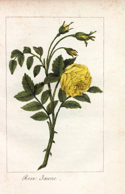 Gelbe Rose, Gelbe Rose, Rosa lutea. Handkolorierte Kupferstich einer Illustration von Miss Prudhomme aus „Hommage rendu a la Rose“, Paris, circa 1815. Ein Geschenkbuch mit der Geschichte der Rose und einem Dutzend botanischer Miniaturen von Unbekannter Künstler