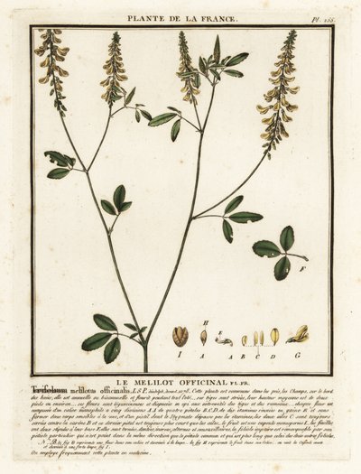 Gelber Steinklee, Melilotus von Unbekannter Künstler