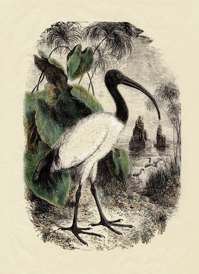 Zoologie: Heiliger Ibis (Threskiornis aethiopicus), Gravur des 19. Jahrhunderts von Unbekannter Künstler