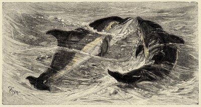 Zoologie: Delfine (delphinus delphis) beschrieben und illustriert von Carlo Vogt und Federico Specht in „Natural history illustree: mammals“ 1884 von Unbekannter Künstler