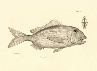 Zoologie: Darstellung des Fisches Chrysophrys taurina, beschrieben von Charles Darwin während seiner Reise an Bord der Beagle. Tafel aus Die Zoologie der Reise der H.M.S. Beagle unter dem Kommando von Kapitän Fitzroy in den Jahren 1832-1836 von Unbekannter Künstler