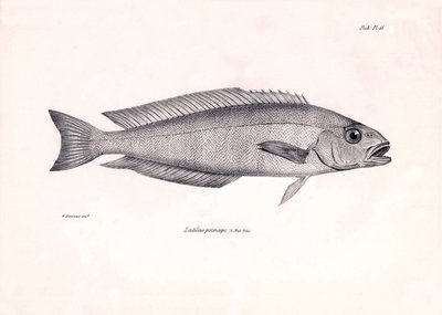 Zoologie: Darstellung des Fisches Latilus princeps, beschrieben von Charles Darwin während seiner Reise an Bord der Beagle. Tafel aus Die Zoologie der Reise der H.M.S. Beagle unter dem Kommando von Kapitän Fitzroy in den Jahren 1832-1836 von Unbekannter Künstler