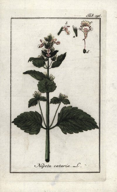 Katzenminze (Nepeta cataria). Lithographie aus Afbeelding der Artseny-Gewassen von Johannes Zorn, Niederlande von Unbekannter Künstler