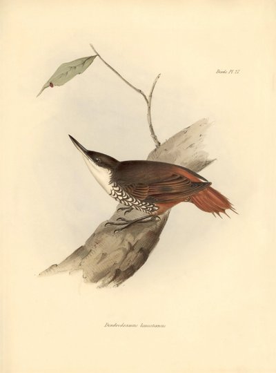 Ornithologie: „Dendrodamus leucosternus“ Vogel aus Südamerika beobachtet und beschrieben von Charles Darwin (1809-1882). Tafel aus „The zoology of the voyage of H.M.S. Beagle. Flight. III, Birds described by John Gould, with notice of their habits by Charl von Unbekannter Künstler