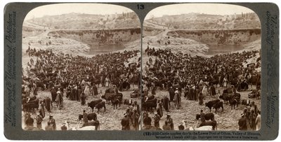 Viehmarkt im unteren Becken von Gihon, Tal von Hinnom, Jerusalem, Palästina, 1900 von Underwood and Underwood