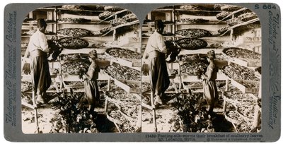 Seidenraupen füttern ihr Frühstück aus Maulbeerblättern, Libanongebirge, Syrien, 20. Jahrhundert von Underwood and Underwood