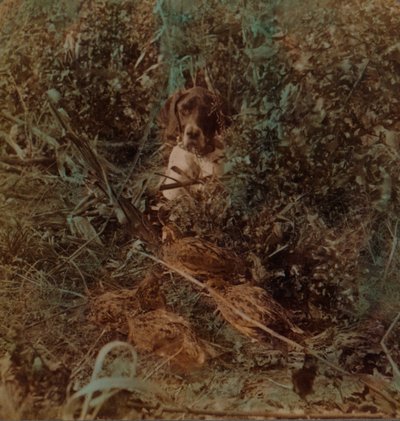 Jagd im westlichen Präriegebiet, ein Schwarm Wachteln und ein Zeiger - im Maisstoppelfeld, 1903 von Underwood and Underwood